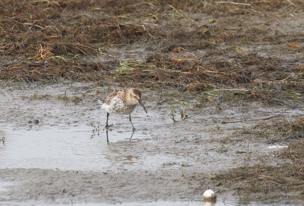 Bonte strandloper (Texel). Foto van Gerda van der Meer.